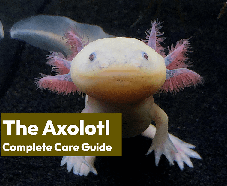 The Axolotl Ambystoma Mexicanum Ultimate Care Guide Learn The 