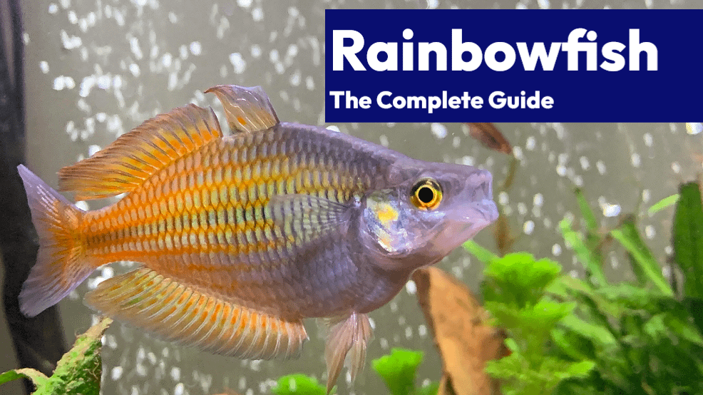 rainbowfish-the-ultimate-guide-learn-the-aquarium