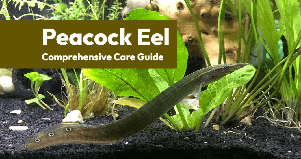 Acuerdo formato Embutido Anguila pavo real (anguila espinosa siamesa) : Guía completa de cuidados -  Aprende a acuariofilia